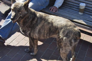 Víkendház - coyote kommunikációja kutyával